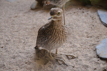 Pacific Golden Plover in Frankfurt zoo