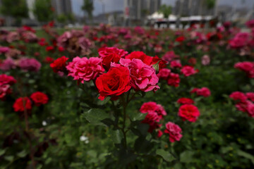 Fototapeta na wymiar Red roses bloomed in the garden.