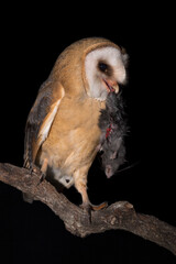 The end of the mouse, Barn owl at hunt (Tyto alba)