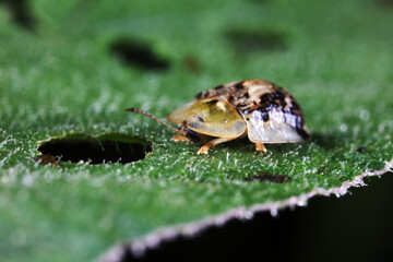 Carabidae insect live on green leaves