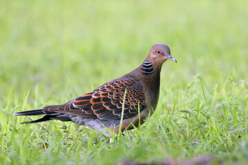 The Oriental turtle dove or rufous turtle dove (Streptopelia orientalis) sitting on the grass.Colorful turtle dove in green grass.