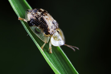 Carabidae insect live on green leaves