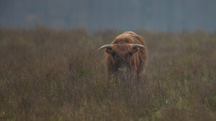 Highland cow in misty and rainy autumn weather.