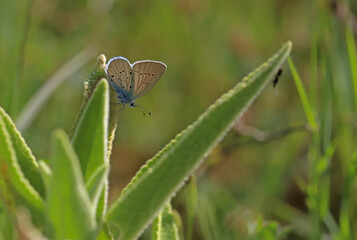 Black eyes butterfly / Glaucopsyche alexis