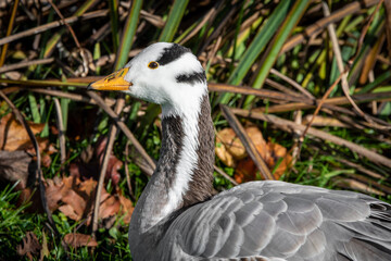 A three quarter profile close up of a bar headed goose, anser indicus, sitting on the bank by a lake with reeds as the background