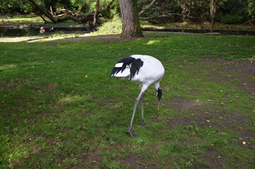 White-naped Crane (Grus vipio) in Frankfurt zoo