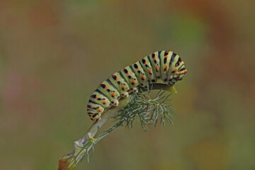 swallowtail or butterfly ;  Papilio machaon