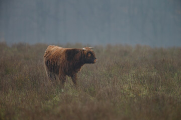 Highland cow in misty and rainy autumn weather.
