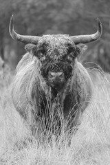 Highland cow in misty and rainy autumn weather.