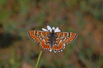 Beautiful nazuğum butterfly ; Euphydryas aurinia