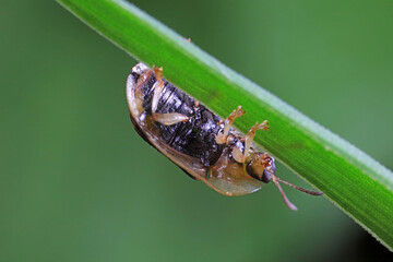 Carabidae insect live on green leaves