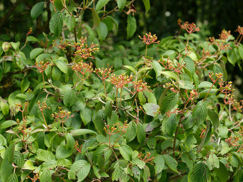 viburnum plicatum | Viorne pliss&eacute;e 'Watanab&eacute;e' ou Viorne de Chine au port &eacute;rig&eacute; 'Watanabe', feuillage r&ecirc;che, vein&eacute;, dent&eacute;, vert sombre, accompagn&eacute; de petites drupes ovales en cours de maturation 