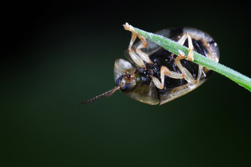 Carabidae insect live on green leaves