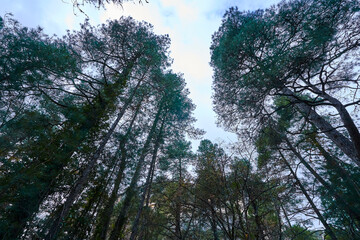 Obraz premium copas de los pinos en invierno