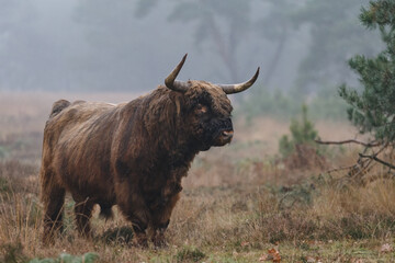 Highland cow in misty and rainy autumn weather.