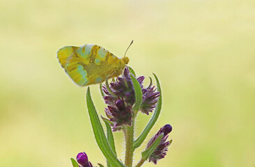 Zegris butterfly / Zegris eupheme
