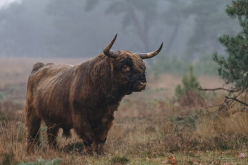 Highland cow in misty and rainy autumn weather.