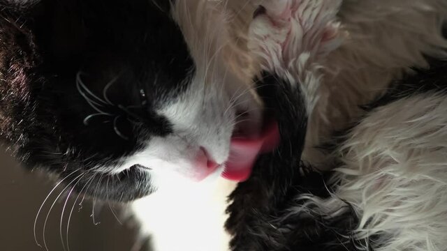 濡れた体を舐める白黒の猫