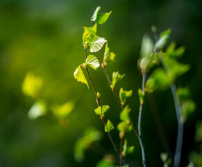 A beautiful, fresh green birch tree leaves in the spring day. Spring seasonal scenery.