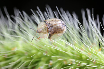 Carabidae insect live on green leaves