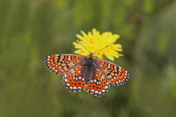 Beautiful nazuğum butterfly ; Euphydryas aurinia