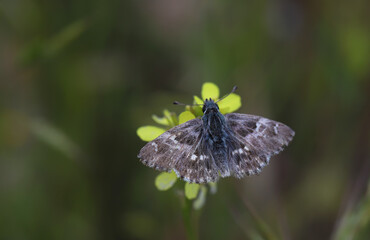 Orient Bouncer butterfly / Carcharodus orientalis