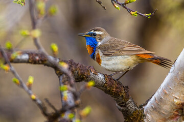 Rotsterniges Blaukehlchen (Luscinia svecica svecica) Männchen
