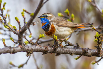 Rotsterniges Blaukehlchen (Luscinia svecica svecica) Männchen