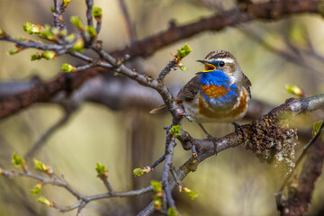 Rotsterniges Blaukehlchen (Luscinia svecica svecica) Männchen