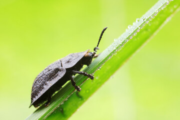Carabidae insect live on green leaves