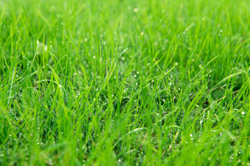 Close up of fresh thick grass with water drops in the early morning