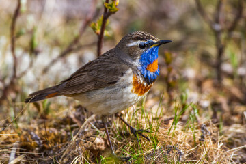 Rotsterniges Blaukehlchen (Luscinia svecica svecica) Männchen