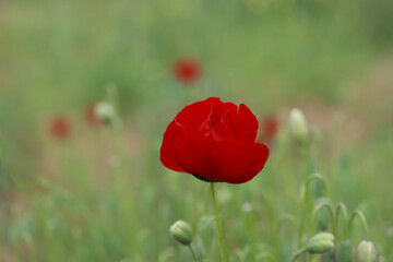 Fototapeta na wymiar The beautiful spring plant poppy (Papaver rhoeas) flower