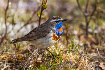 Rotsterniges Blaukehlchen (Luscinia svecica svecica) Männchen