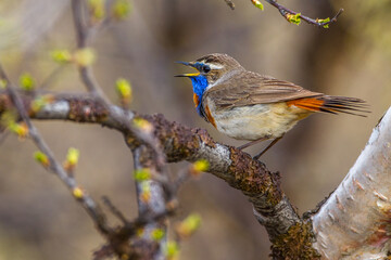 Rotsterniges Blaukehlchen (Luscinia svecica svecica) Männchen
