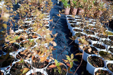 Plants in a white pots in a nursery