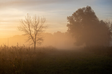 Fototapeta na wymiar Foggy morning in woods