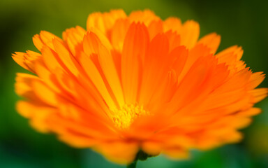 A beautiful, golden calendula flowers growing and blooming in the garden. Shallow depth of field photo. Yellow marigold herbal tea ingredient, vegan, organic.