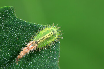 Carabidae insect larva live on green leaves