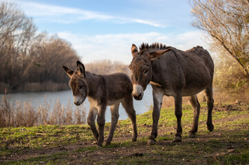 Donkey and colt walking outdoor