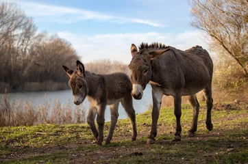 Tuinposter Donkey and colt walking outdoor © Budimir Jevtic
