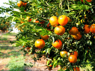 Tangerines on a citrus plantation