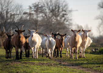 Different goat breeds on meadow