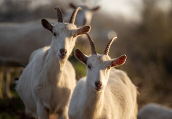 Saanen goats looking at camera