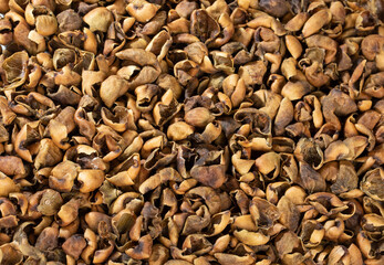 Indian Dry Gundha Also Know as Lisodha, Lasora, Lasoda, Lisoda or Dry Lesua