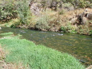 A variety of algae of an incredible number of shades of green can be seen through the prism of the water of a transparent mountain river.