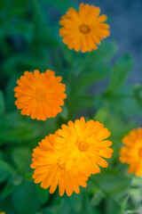 A beautiful, golden calendula flowers growing and blooming in the garden. Shallow depth of field photo. Yellow marigold herbal tea ingredient, vegan, organic.