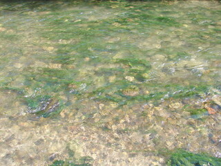 A variety of algae of an incredible number of shades of green can be seen through the prism of the water of a transparent mountain river.