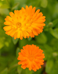 A beautiful, golden calendula flowers growing and blooming in the garden. Shallow depth of field photo. Yellow marigold herbal tea ingredient, vegan, organic.