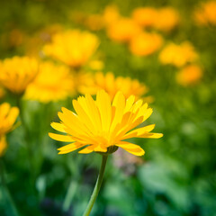 A beautiful, golden calendula flowers growing and blooming in the garden. Shallow depth of field photo. Yellow marigold herbal tea ingredient, vegan, organic.
